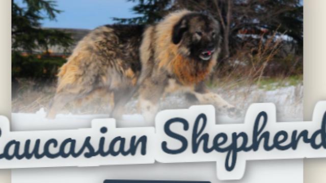 Figure Thumbnail with Caption and Sliding Description