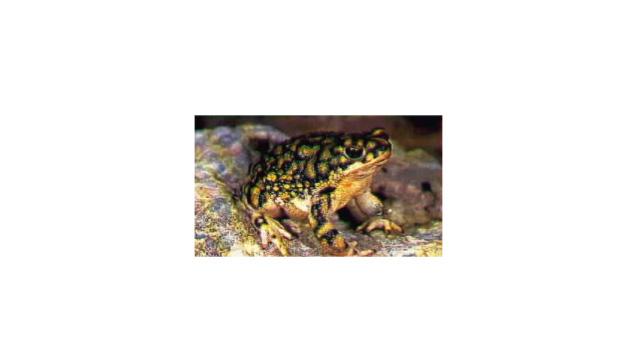 simple fading slide show